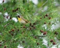 Yellowthroat Bird Stock Photos. Yellowthroat bird perched profile-view with bokeh background