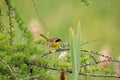 Yellowthroat Bird Stock Photos. Yellowthroat bird profile-view with bokeh background. Evergreen foreground