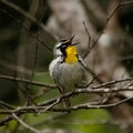 Yellow-throated Warbler Raleigh North Carolina