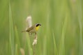 Yellow throat Warbler Stock Photos. Close-up profile view perched on a cattail with a insect in its beak with