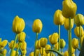 YellowTulips Against the Blue Sky Royalty Free Stock Photo