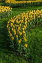 Yellow tulips festive mood, mother`s day or easter amazing spring flowers unusual shape of flower beds of yellow tulips Royalty Free Stock Photo