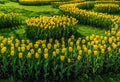 Yellow tulips festive mood, mother`s day or easter amazing spring flowers unusual shape of flower beds of yellow tulips Royalty Free Stock Photo