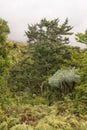 Yellowwood tree, Mountain Kiepersol and tree ferns in the Drakensberg Royalty Free Stock Photo