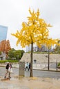 Yellowy Ginkgo tree in front of Osaka Castle in Osaka Royalty Free Stock Photo