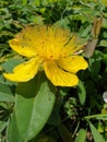 Yelloy flower