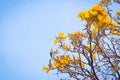 Yelloyellow flowers blossom in spring sumw flowers blossom in spring summer bluer sky background lively season holday concept idea Royalty Free Stock Photo