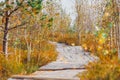 Yelnya National Landscape Reserve trail over a bog , Belarus