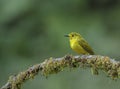 Yeloow Browed Bulbul seen at Ganeshgudi,Dandeli,Karnataka,India