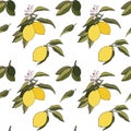 Yeloow lemons with leaves and flowers seamless pattern on white background. Vector summer fresh tropical citrus fruits eps Royalty Free Stock Photo