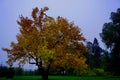 Yelow acer in the park - autumn Royalty Free Stock Photo