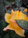 Yelow autumn perfect rose drops