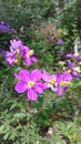 Yelow color beautifil natural plant in sri lanka