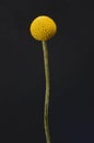 Yelow craspedia flower for background