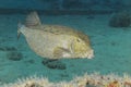 Yelow cube fish in thecwater of the ref sea reefs