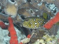 Yelow cube fish in the water of the ref sea reefs