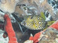 Yelow cube fish in thecwater of the ref sea reefs