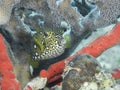 Yelow cube fish in the water of the ref sea reefs