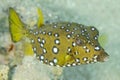 Yelow cube fish in thecwater of the ref sea reefs