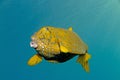 Yelow cube fish in thecwater of the ref sea reefs