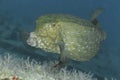 Yelow cube fish in thecwater of the ref sea reefs