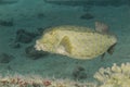 Yelow cube fish in thecwater of the ref sea reefs