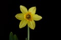 Yelow daffodil