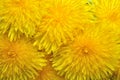 Yelow dandelions Royalty Free Stock Photo