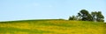 Yelow dandelions field