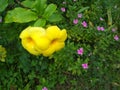 yelow flower blosom in garden