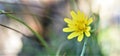 Yelow flower blurry background