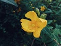 Yelow flower in the garden