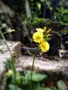 yelow flower in garden