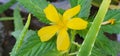 Yelow Flower in my garden