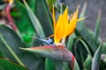 Yelow flowers Pride of Madeira in Santa Catarina city park of Funchal, Madeira island, Portugal Royalty Free Stock Photo