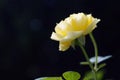 Yelow Garden Rose