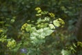 Yelow inflorescence of Smyrnium perfoliatum