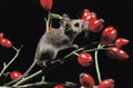 Yelow Necked Mouse, apodemus flavicollis, Adult standing in Wild Roses