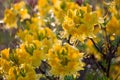 Yelow rhododendron flowers under the rain Royalty Free Stock Photo