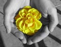 Yelow rose flower in hand