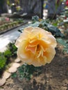 Yelow rose