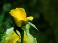Yelow rose for laver propos Royalty Free Stock Photo