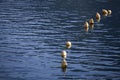 Yelow sea buoy Royalty Free Stock Photo