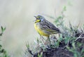 Yelow-throated Longclaw Singing Royalty Free Stock Photo