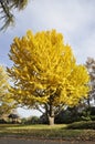 Yelow tree in the park Royalty Free Stock Photo