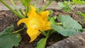 Yelow Zucchini flower in full bloom