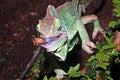Yemen chameleon Royalty Free Stock Photo