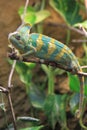 Yemen chameleon Royalty Free Stock Photo