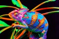 Yemen chameleon isolated on black background Royalty Free Stock Photo