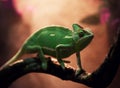 Yemen chameleon in terrarium Royalty Free Stock Photo